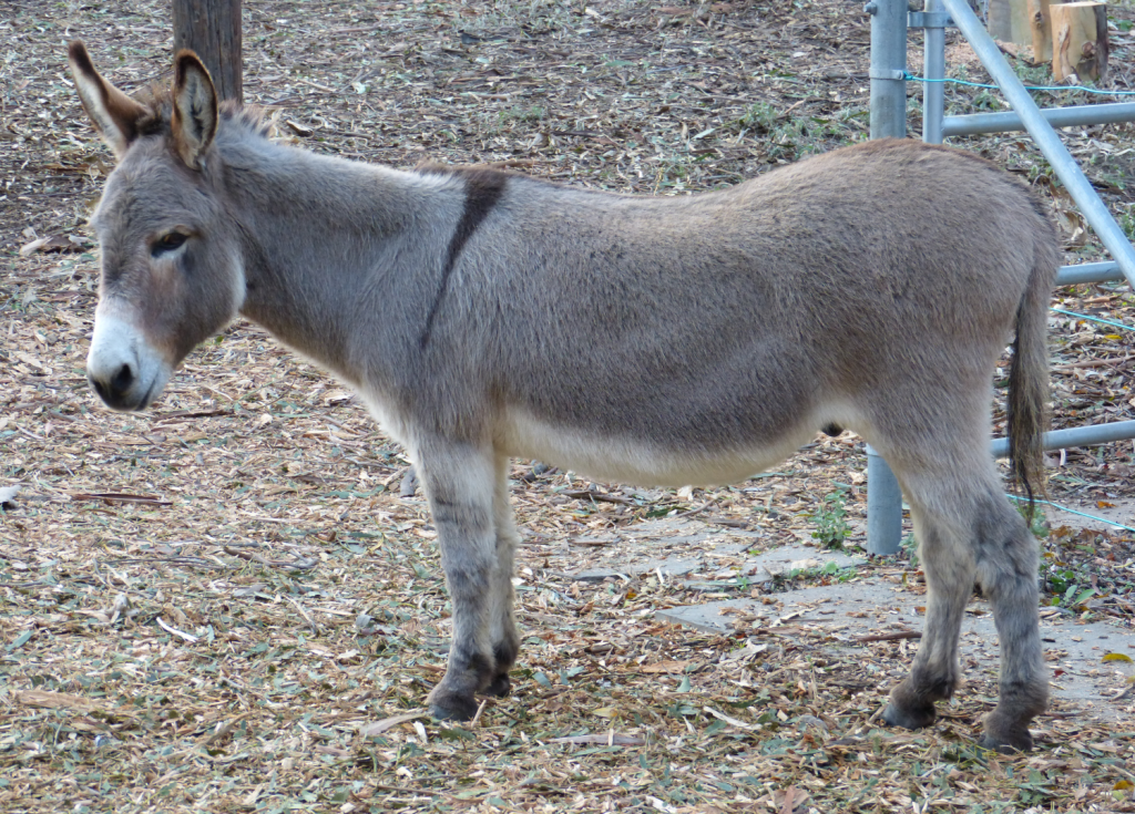 herend donkey