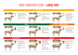 royal canin body condition score