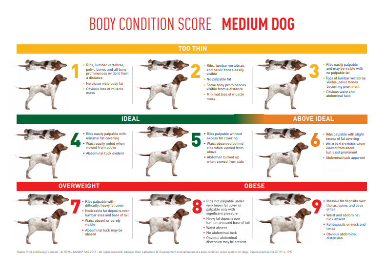 BCS-Medium-Dog - The Webinar Vet