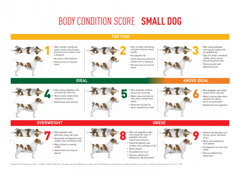 BCS-Small-Dog - The Webinar Vet