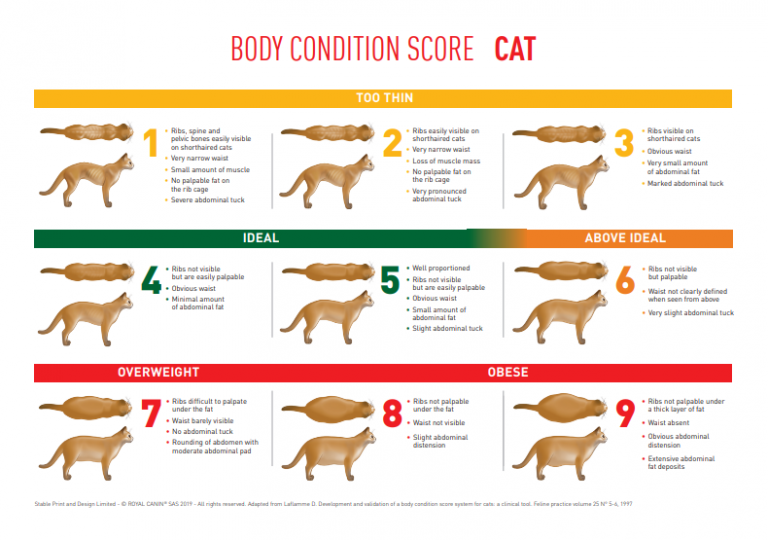 body-condition-score-cat-the-webinar-vet