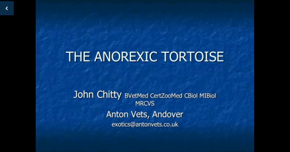 anorexic tortoise