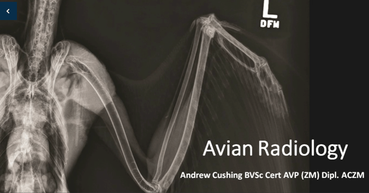 avian radiology