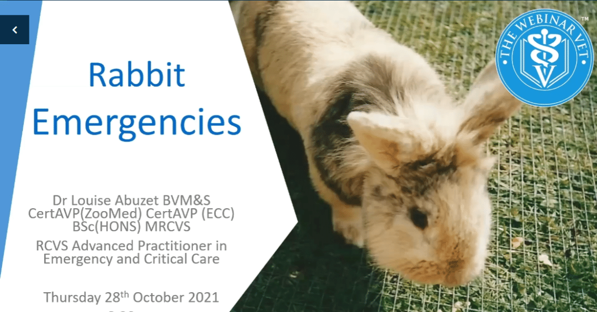 rabbit emergencies