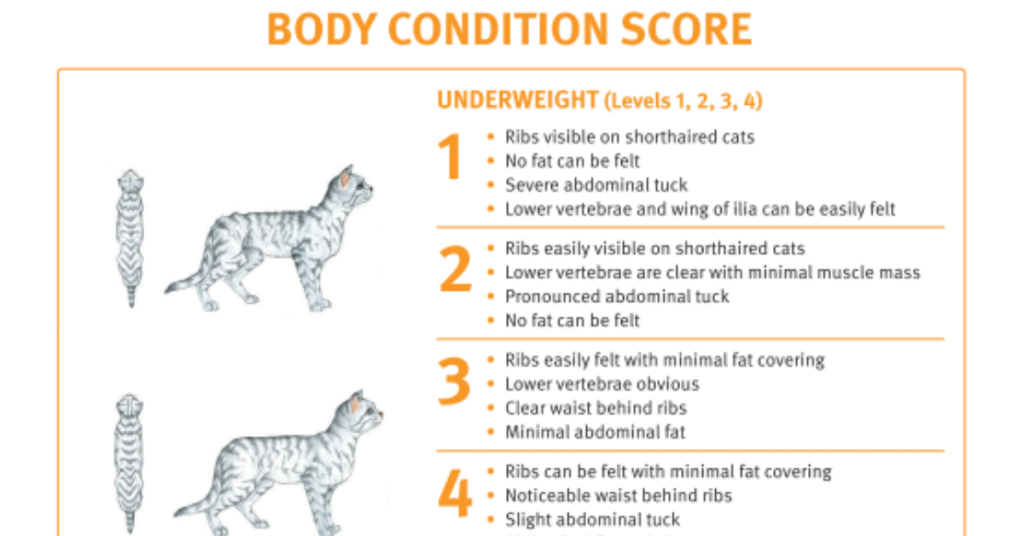 body condition score cat - The Webinar Vet